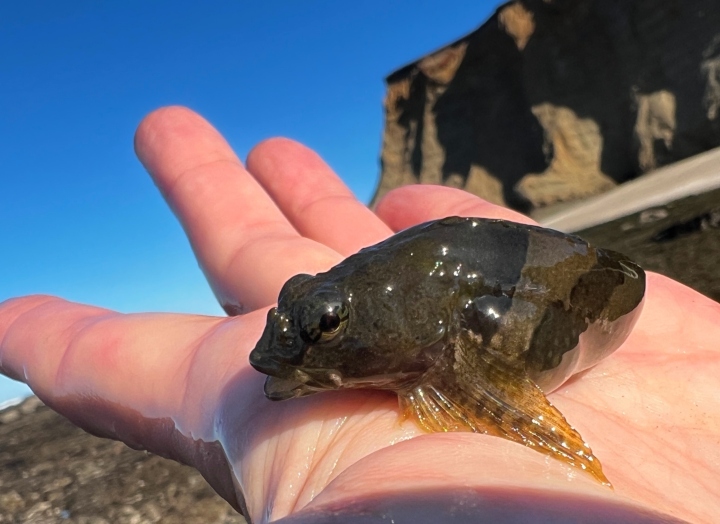 Tidepool Sculpin